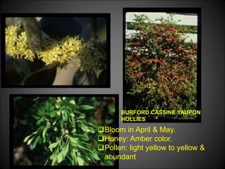 BURFORD CASSINE YAUPON
HOLLIES
Bloom in April & May.
Honey: Amber color.
Pollen: light yellow to yellow &
abundant
 