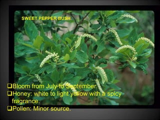 SWEET PEPPER BUSH
Bloom from July to September.
Honey: white to light yellow with a spicy
fragrance.
Pollen: Minor source.
 