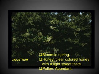LIGUSTRUM
Bloom in spring.
Honey: clear colored honey
with a light sweet taste.
Pollen: Abundant;
 