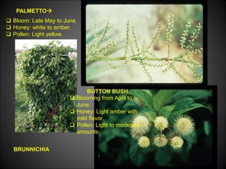 BRUNNICHIA
PALMETTO
BUTTON BUSH
 Bloom: Late May to June.
 Honey: white to amber.
 Pollen: Light yellow.
 Blooming from April to
June.
 Honey: Light amber with
mild flavor.
 Pollen: Light to moderate
amounts
 