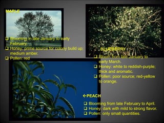 MAPLE
BLUEBERRY
PEACH
 Blooming in late January to early
February.
 Honey: prime source for colony build up;
medium amber.
 Pollen: red  Bloom from late January to
early March.
 Honey: white to reddish-purple;
thick and aromatic.
 Pollen: poor source; red-yellow
to orange.
 Blooming from late February to April.
 Honey: dark with mild to strong flavor.
 Pollen: only small quantities.
 