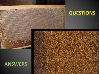 Springflowers for honeybees rev 2020