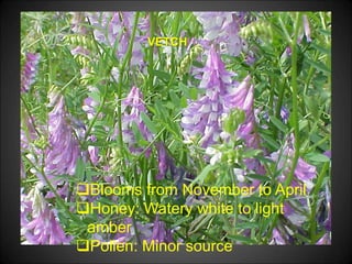 VETCH
Blooms from November to April
Honey: Watery white to light
amber
Pollen: Minor source
 
