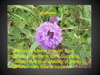 VERBENIA
Bloom is March through June.
Honey: Nectar is dark. Supply is
limited due to availability of plants.
Pollen: very little to no pollen
 