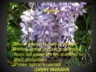 WISTERIA
Bloom season is June to October
Honey: amber in color; good nectar
flows; but plants are too scattered for
good production
Pollen: light to moderate
VERY INVASIVE
 
