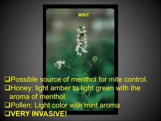 MINT
Possible source of menthol for mite control.
Honey: light amber to light green with the
aroma of menthol.
Pollen: Light color with mint aroma
VERY INVASIVE!
 
