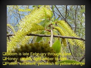 WILLOW
Bloom is late February through June.
Honey: usually light amber to dark.
Pollen: excellent; yellowish to yellow-orange
 