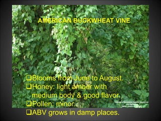 AMERICAN BUCKWHEAT VINE
Blooms from June to August.
Honey: light amber with
medium body & good flavor.
Pollen: minor.
ABV grows in damp places.
 