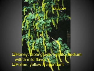 TALLOW
Honey: table grade; light to medium
with a mild flavor.
Pollen: yellow & abundant
 