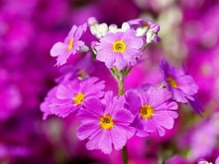 Spring has come