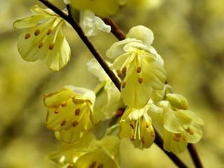 Spring has come