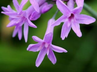 Spring has come