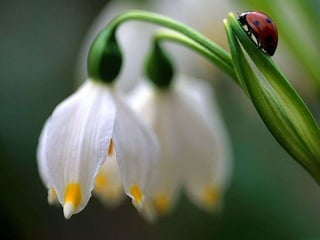 Spring has come