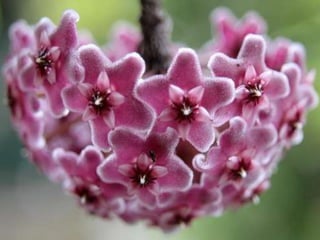 Spring has come