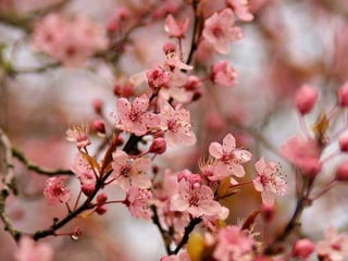 Spring has come