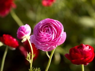Spring has come