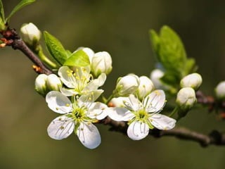 Spring has come