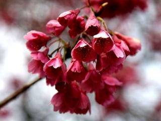 Spring has come