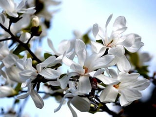 Spring has come