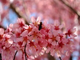 Spring has come