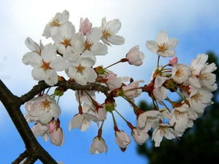 Spring has come