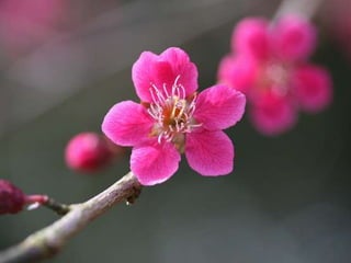 Spring has come