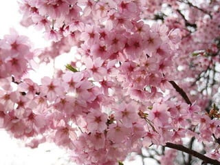 Spring has come