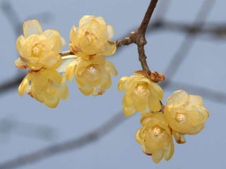 Spring has come