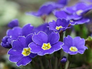 Spring has come