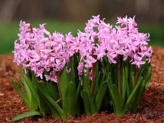 Spring has come