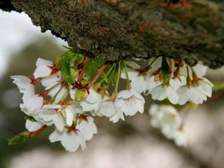 Spring has come
