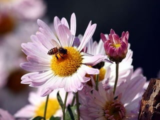 Spring has come