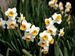 Spring has come