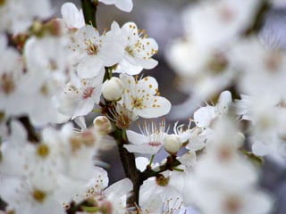 Spring has come