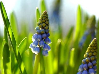 Spring has come