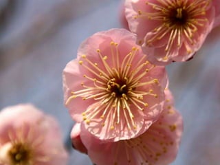 Spring has come