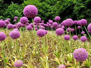 Spring has come