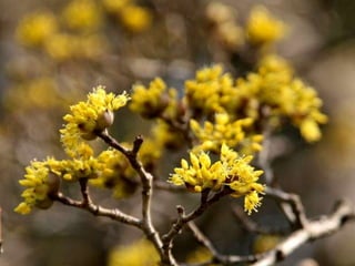 Spring has come