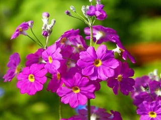 Spring has come