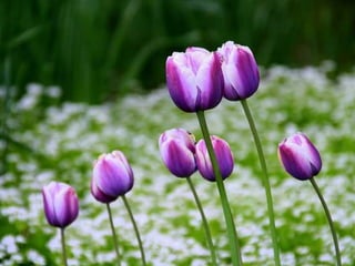 Spring has come