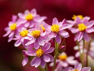 Spring has come