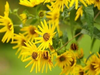 Spring has come