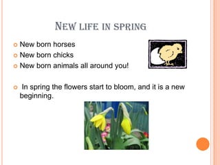 New life in springNew born horsesNew born chicks New born animals all around you! In spring the flowers start to bloom, and it is a new beginning.