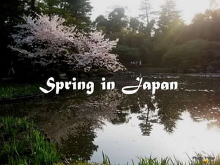 Spring in Japan
 