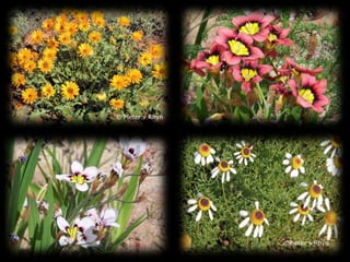 © Pieter v Rhyn©Pieter v Rhyn