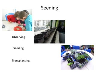 Seeding
Observing
Seeding
Transplanting
 
