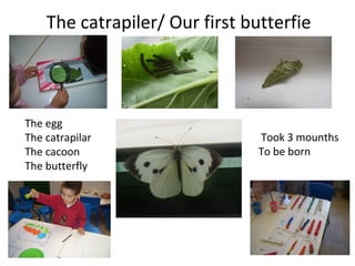 The catrapiler/ Our first butterfie
Took 3 mounths
To be born
The egg
The catrapilar
The cacoon
The butterfly
 