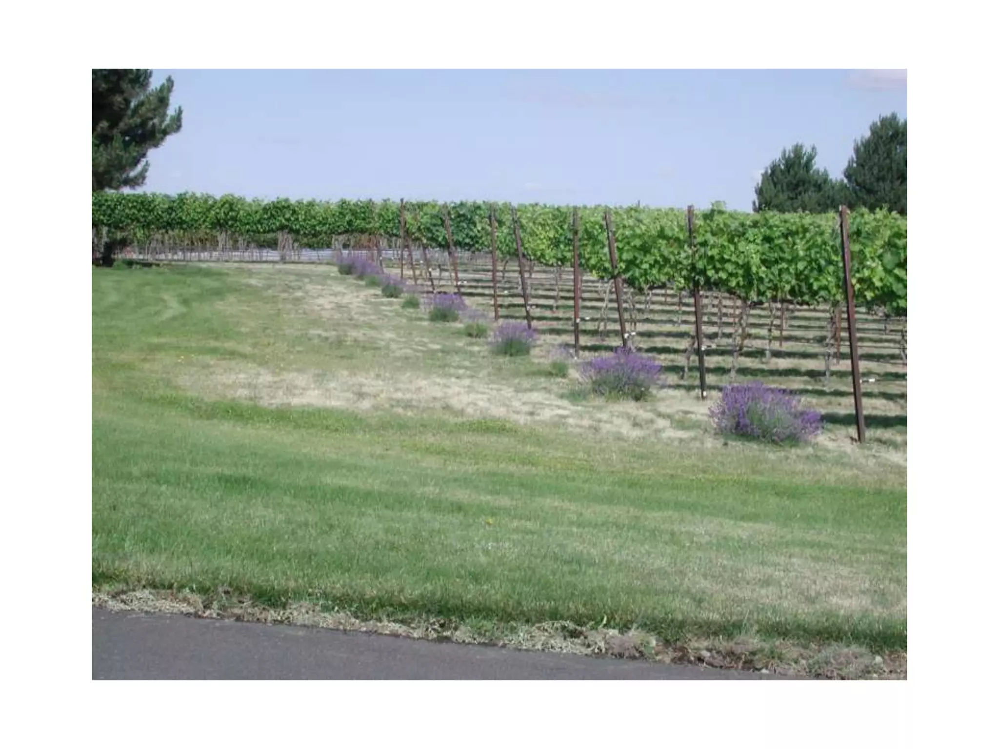 Spring in Walla Walla slideshow