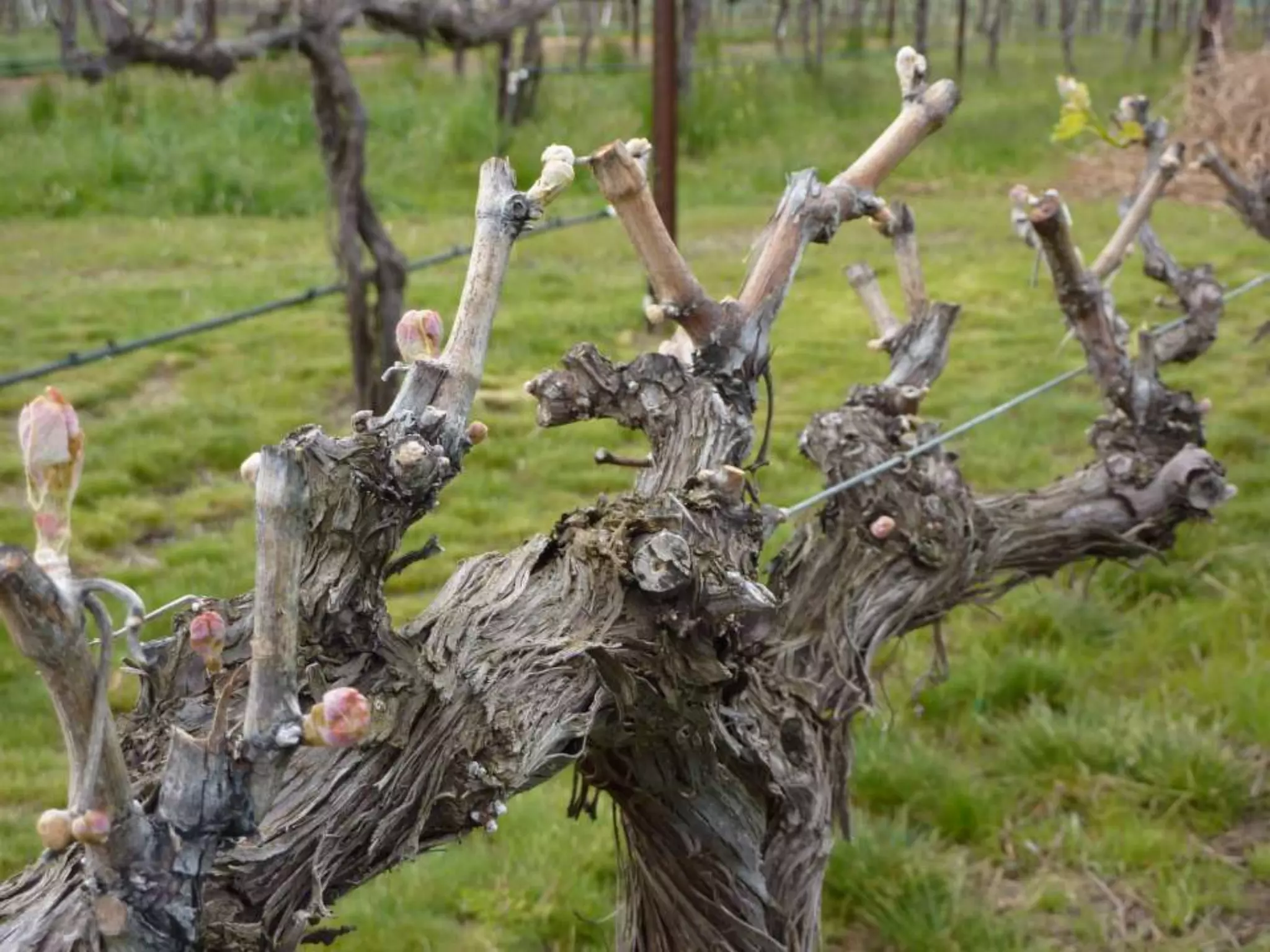 Spring in Walla Walla slideshow