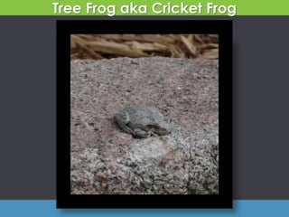 Tree Frog aka Cricket Frog
 